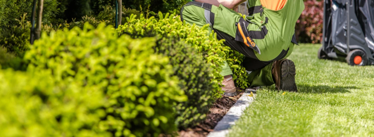 Weed and Feed Fertilizer