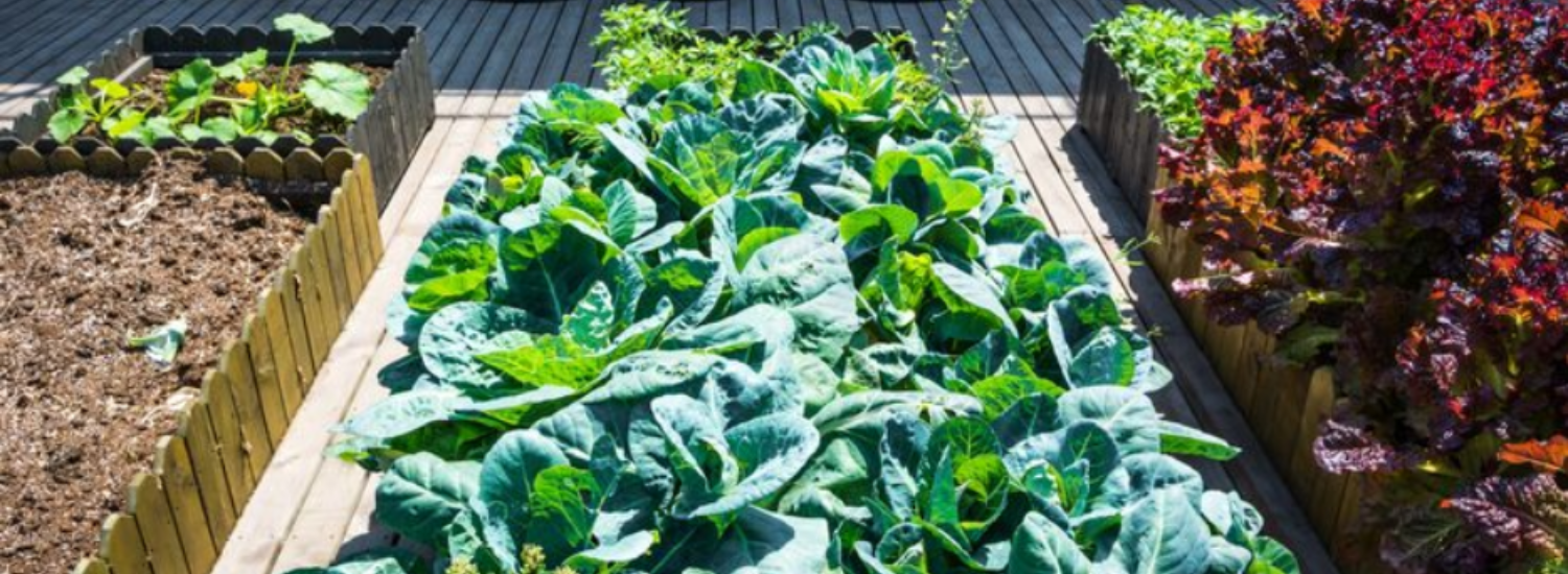 Vegega Raised Garden Beds Review: Are They Worth It?